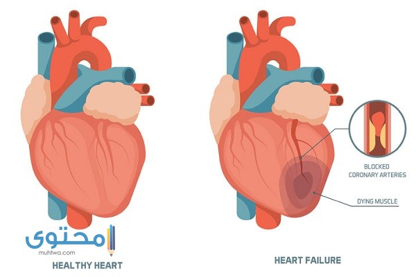 ضربات القلب الطبيعية