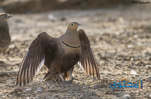 اسم طائر يبدأ بحرف الجيم