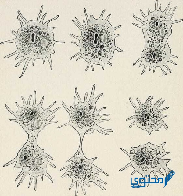 من أنواع التكاثر اللاجنسي في الميكروبات ينقسم فيه المخلوق الحي