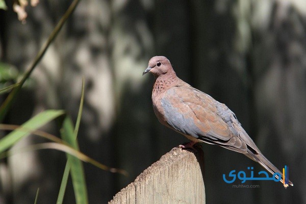 اسم طائر يبدأ بحرف الجيم (ج)