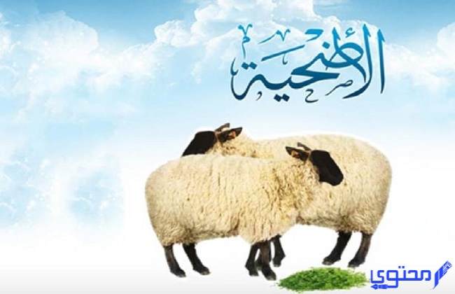 أسعار أضاحي العيد في دبي هذا العام 2025