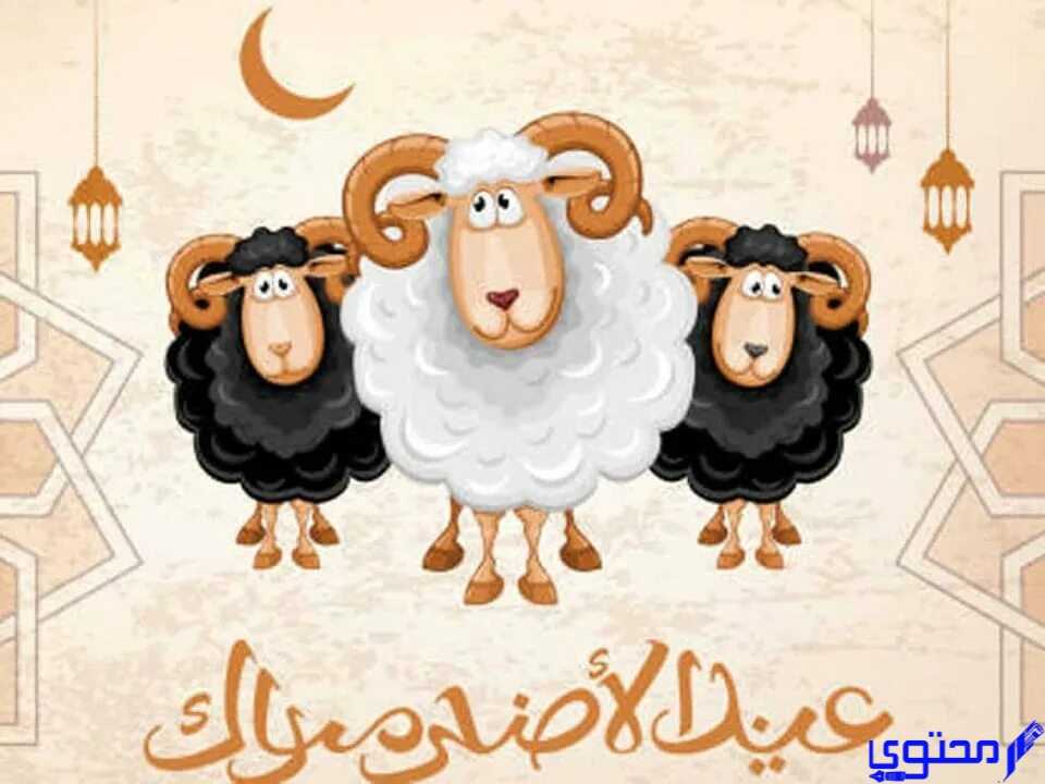 كل سنة وانتم طيبين عيد اضحي سعيد عليكم