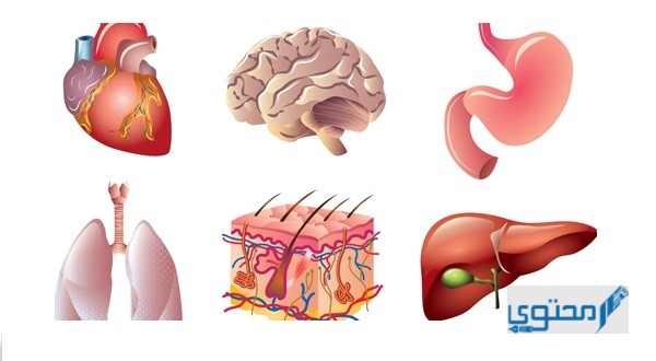 ما هو أكبر عضو في جسم الإنسان
