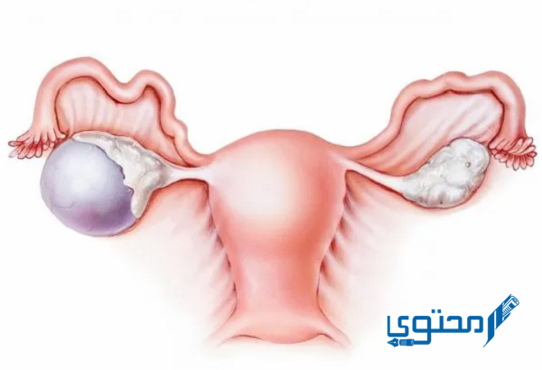 جدول حجم البويضات