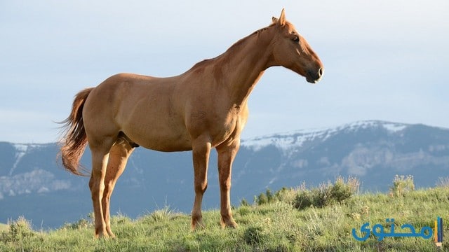 معلومات عن الحصان