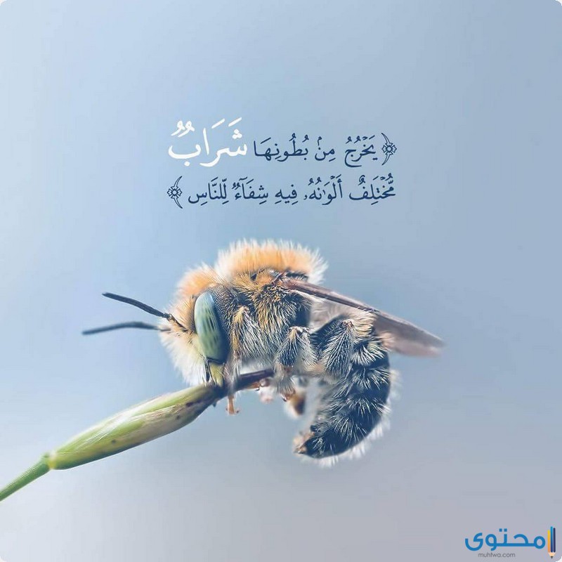 آيات قرآنية لشفاء البصر