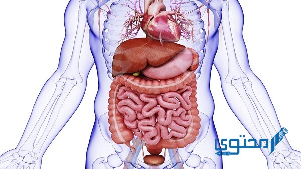 أكلات تسبب التهاب الزائدة الدودية