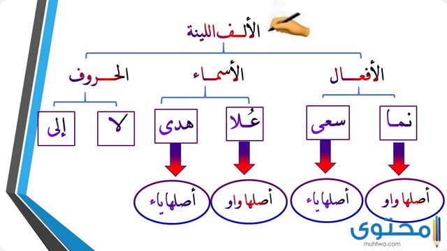 الألف اللينة في الأفعال