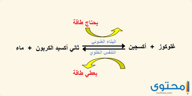 التخمر والتنفس الخلوي