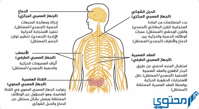 الجهاز العصبي