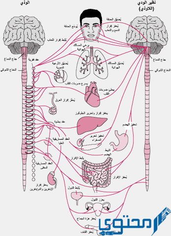 الجهاز العصبي