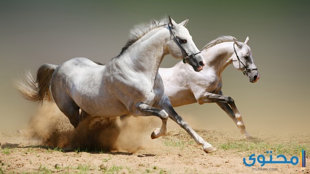 تفسير رؤية الحصان الرمادي في المنام