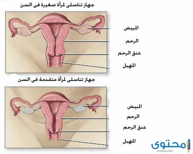 الدورة الشهرية عند المتزوجات