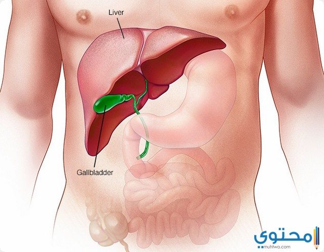 التركيبة الدوائية لكبسولات سينكولين بلس