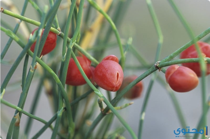 فوائد عشب العلندة على الصحة العامة