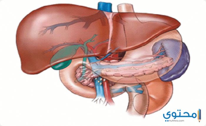 علاج الكبد بالأعشاب