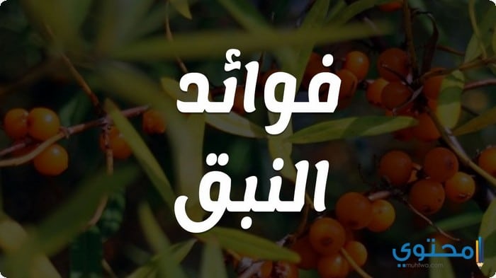 فوائد شجرة السدر