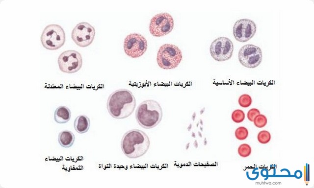 كريات الدم البيضاء