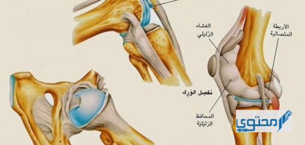 كم عدد مفاصل جسم الإنسان ويكيبيديا