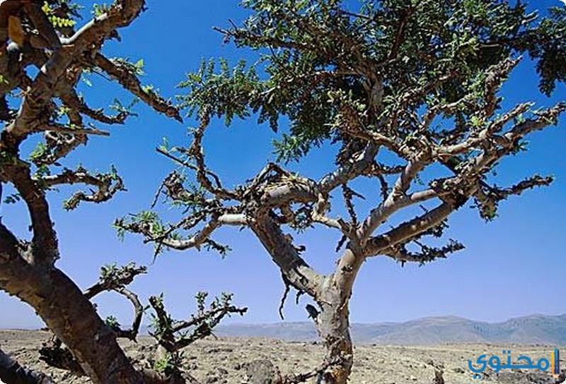 فوائد وأضرار لبان الدكر على صحة الإنسان