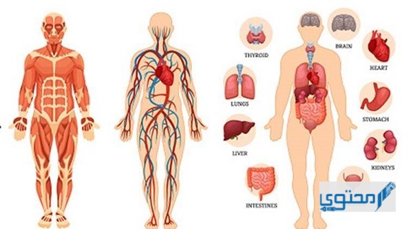 أكبر عضو في جسم الإنسان