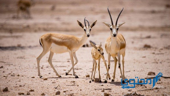 معلومات عن الحياة البرية في قطر