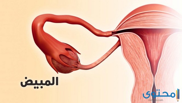 العادة سرية تؤثر على المبايض